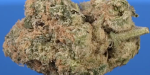 Blue Cheese Flower | Colors Extracts  (3.5 G)